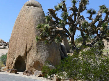 5 JOSHUA TREE Palm Tree Yucca Brevifolia White Flowers Cactus Succulent Seeds